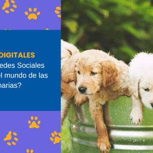 Patitas Digitales Cómo las Redes Sociales revolucionan el mundo de las veterinarias