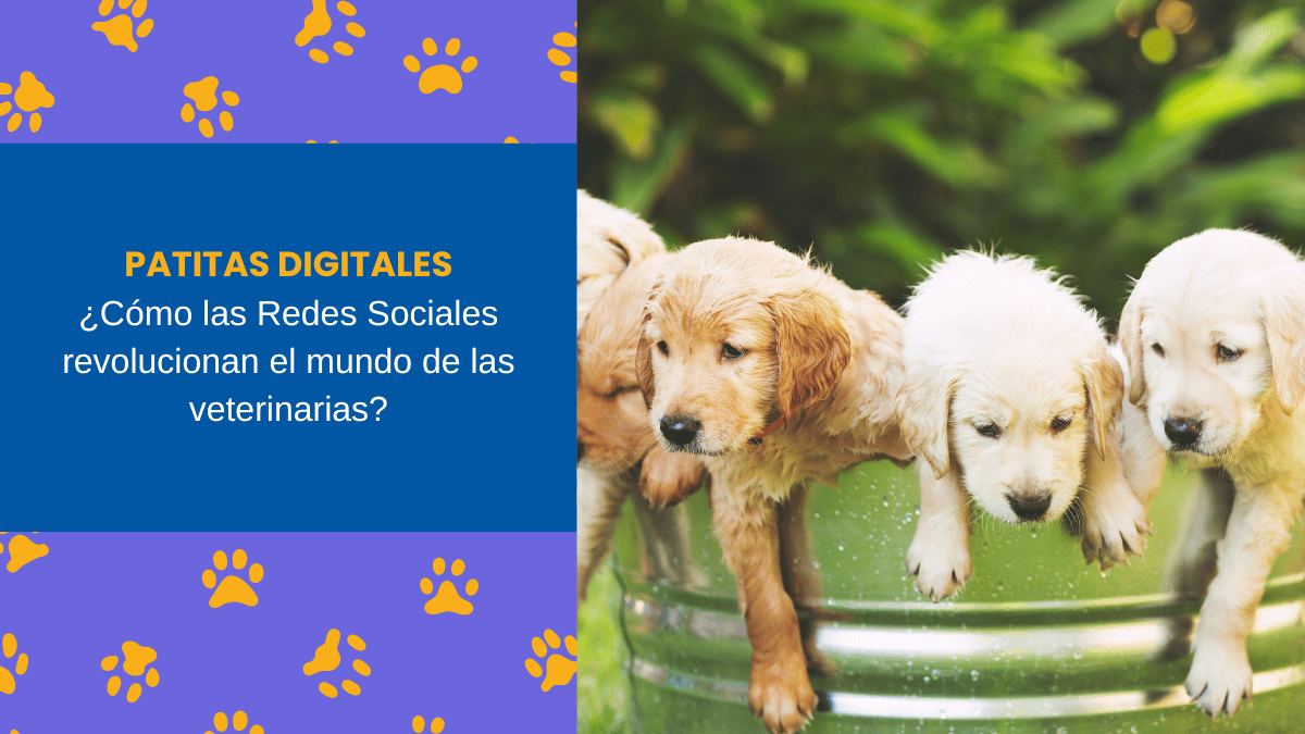 Patitas Digitales Cómo las Redes Sociales revolucionan el mundo de las veterinarias